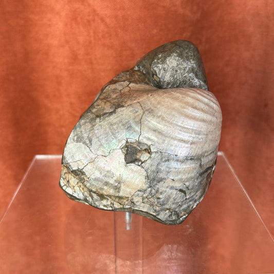 Mollusk Fossil