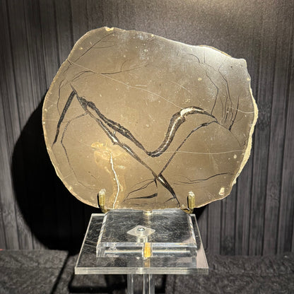 Septarian with Pyrite from the Eocene Period